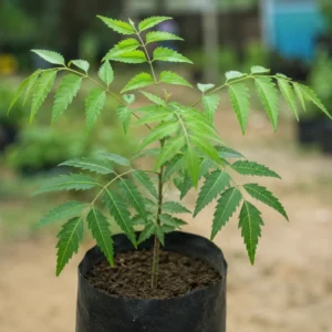 Neem