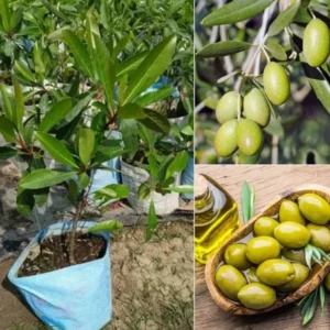 Olive