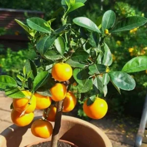 Orange Nagpuri