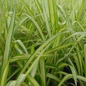 Pandanus