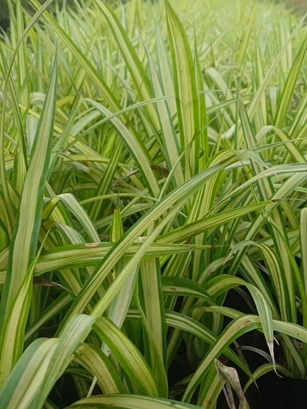 Pandanus