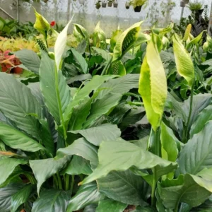 Peace Lily