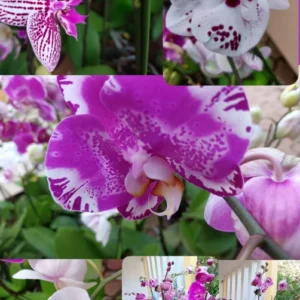 Phillonopsis Orchid