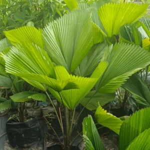 Picutia Palm