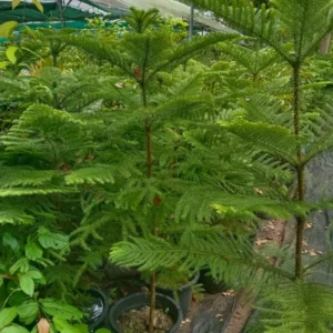 Pine