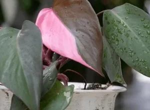 Pink Princess