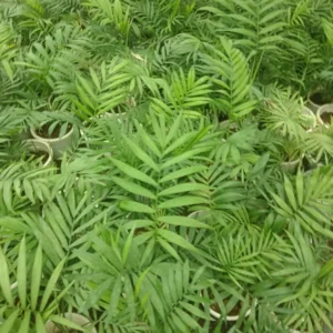 Pourler Palm