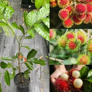 Rambutan