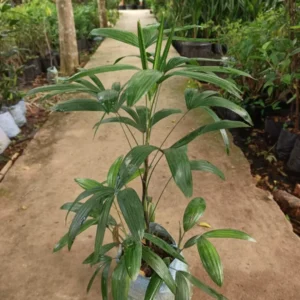 Raphis Palm