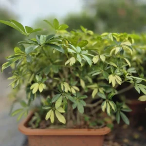 Schoffelora