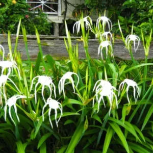 Spider Lily