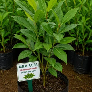 Tamal Patra
