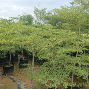 Terminalia Green