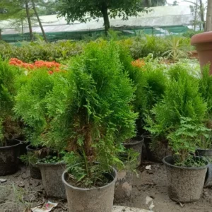 Thuja