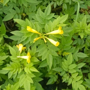Ticoma