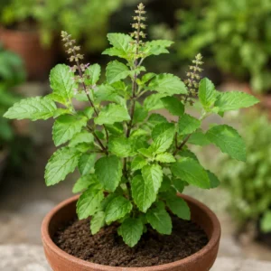 Tulsi