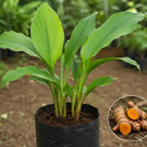 Turmeric