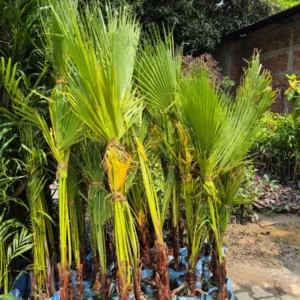 Washingtonia