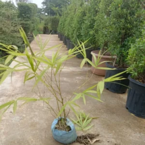 Yellow Bamboo