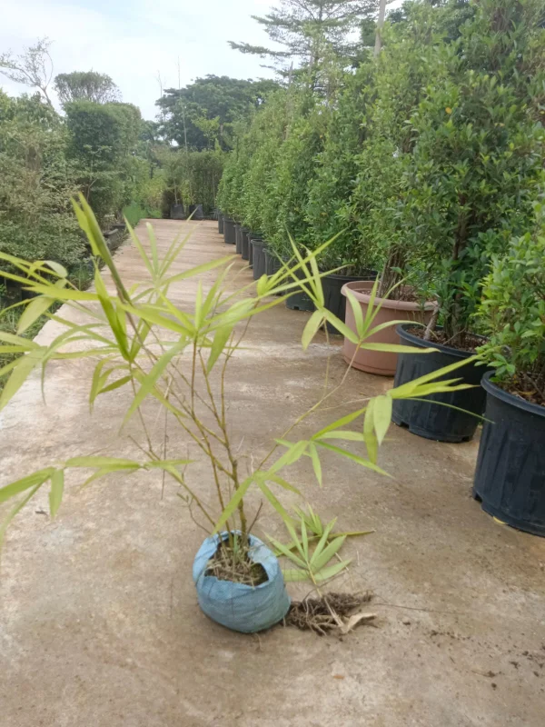 Yellow Bamboo