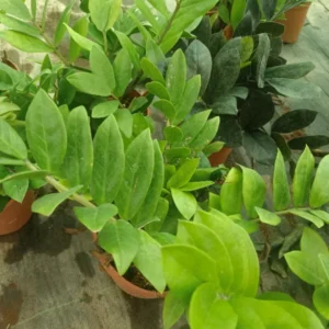 Zz Plant Green