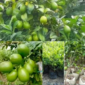 assam round Lemon