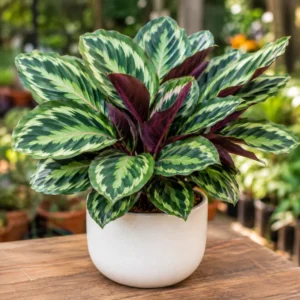 calathea