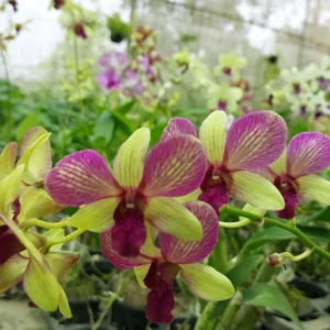 dendrobium ochid