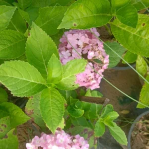 hydengea