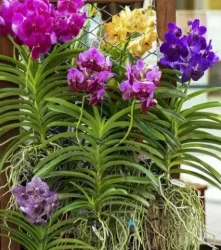 vanda orchid